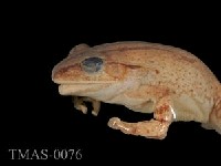 Brauer's tree frog Collection Image, Figure 4, Total 13 Figures